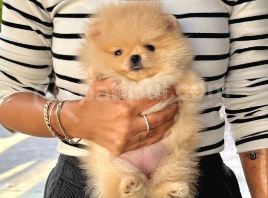 Pomeranian Boo Çocuklarımız