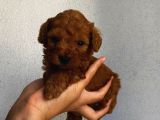 Sağlık Ve Irk Garantili Sevimli Toy Poodle Yavrularımız