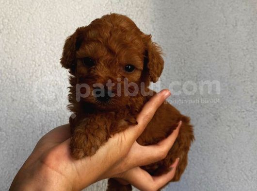 Sağlık Ve Irk Garantili Sevimli Toy Poodle Yavrularımız görsel