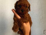 Sağlık Ve Irk Garantili Sevimli Toy Poodle Yavrularımız