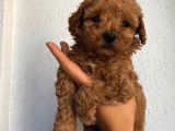 Sağlık Ve Irk Garantili Sevimli Toy Poodle Yavrularımız