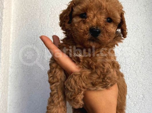 Sağlık Ve Irk Garantili Sevimli Toy Poodle Yavrularımız görsel