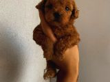 Sağlık Ve Irk Garantili Sevimli Toy Poodle Yavrularımız