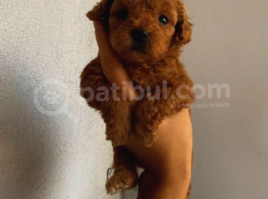 Sağlık Ve Irk Garantili Sevimli Toy Poodle Yavrularımız görsel