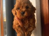 Sağlık Ve Irk Garantili Sevimli Toy Poodle Yavrularımız