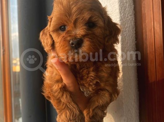 Sağlık Ve Irk Garantili Sevimli Toy Poodle Yavrularımız görsel