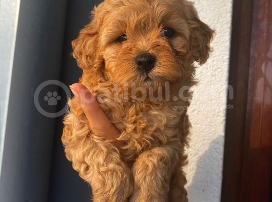 Sağlık Ve Irk Garantili Sevimli Toy Poodle Yavrularımız görsel
