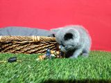 8 Haftalık Gri Dişi British Shorthair