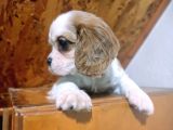 Safkan Mini Cavalier King Charles Yavrularımız