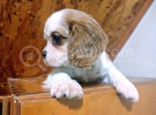 Safkan Mini Cavalier King Charles Yavrularımız