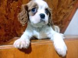 Safkan Mini Cavalier King Charles Yavrularımız