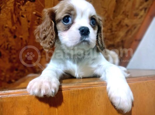 Safkan Mini Cavalier King Charles Yavrularımız görsel