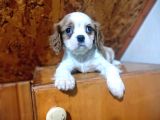 Safkan Mini Cavalier King Charles Yavrularımız
