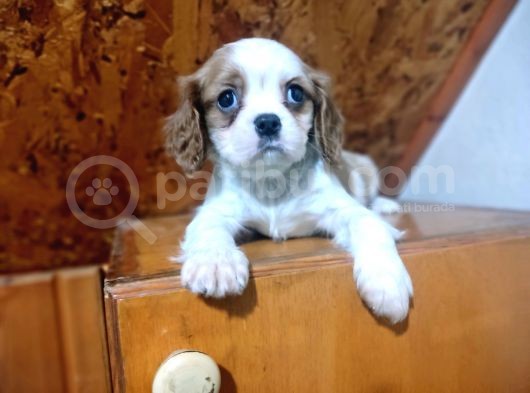 Safkan Mini Cavalier King Charles Yavrularımız görsel
