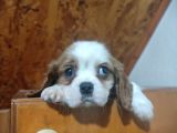 Safkan Mini Cavalier King Charles Yavrularımız