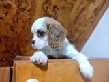 Safkan Mini Cavalier King Charles Yavrularımız