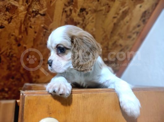 Safkan Mini Cavalier King Charles Yavrularımız görsel