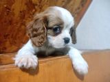 Safkan Mini Cavalier King Charles Yavrularımız