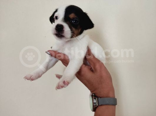 Mükemmel Kalitede Kısa Bacak Jack Russel Yavrularımız görsel