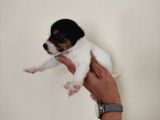 Mükemmel Kalitede Kısa Bacak Jack Russel Yavrularımız