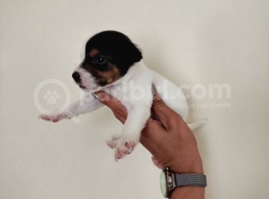 Mükemmel Kalitede Kısa Bacak Jack Russel Yavrularımız görsel