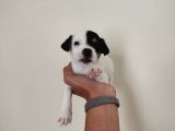 Mükemmel Kalitede Kısa Bacak Jack Russel Yavrularımız