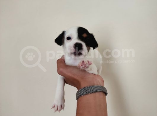 Mükemmel Kalitede Kısa Bacak Jack Russel Yavrularımız görsel