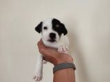 Mükemmel Kalitede Kısa Bacak Jack Russel Yavrularımız