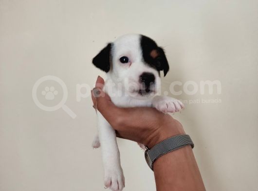 Mükemmel Kalitede Kısa Bacak Jack Russel Yavrularımız görsel