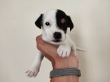 Mükemmel Kalitede Kısa Bacak Jack Russel Yavrularımız