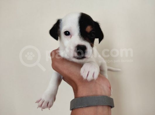 Mükemmel Kalitede Kısa Bacak Jack Russel Yavrularımız görsel