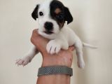 Mükemmel Kalitede Kısa Bacak Jack Russel Yavrularımız