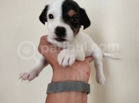 Mükemmel Kalitede Kısa Bacak Jack Russel Yavrularımız görsel