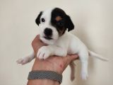 Mükemmel Kalitede Kısa Bacak Jack Russel Yavrularımız