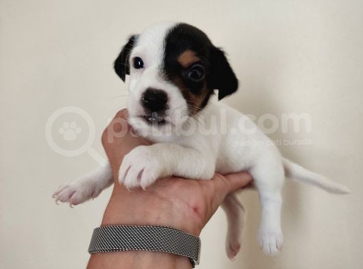 Mükemmel Kalitede Kısa Bacak Jack Russel Yavrularımız görsel
