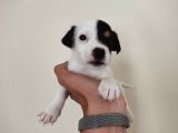 Mükemmel Kalitede Kısa Bacak Jack Russel Yavrularımız