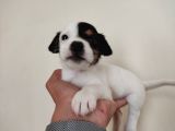 Mükemmel Kalitede Kısa Bacak Jack Russel Yavrularımız
