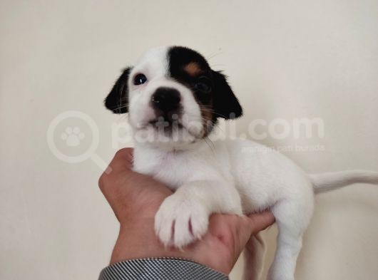 Mükemmel Kalitede Kısa Bacak Jack Russel Yavrularımız