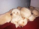 Golden Retriever Bebislerim Sahiplendirilcek