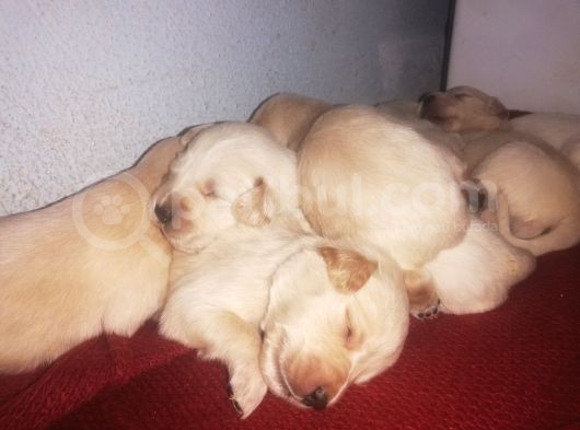 Golden Retriever Bebislerim Sahiplendirilcek görsel