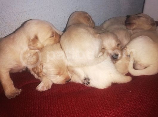 Golden Retriever Bebislerim Sahiplendirilcek görsel