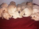 Golden Retriever Bebislerim Sahiplendirilcek
