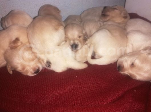 Golden Retriever Bebislerim Sahiplendirilcek görsel