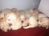 Golden Retriever Bebislerim Sahiplendirilcek