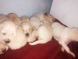 Golden Retriever Bebislerim Sahiplendirilcek