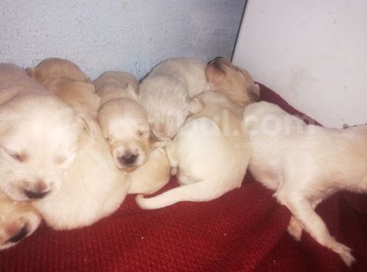Golden Retriever Bebislerim Sahiplendirilcek