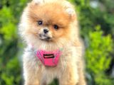 Safkan Teddy Bear Pomeranian Boo Yavrularımız