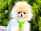 Safkan Teddy Bear Pomeranian Boo Yavrularımız