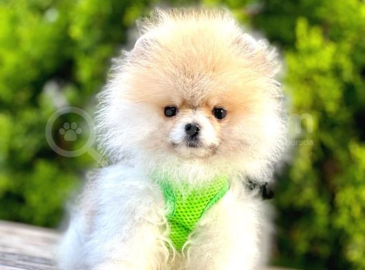 Safkan Teddy Bear Pomeranian Boo Yavrularımız görsel