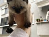 Blue Point Ler 3 Kardeşler